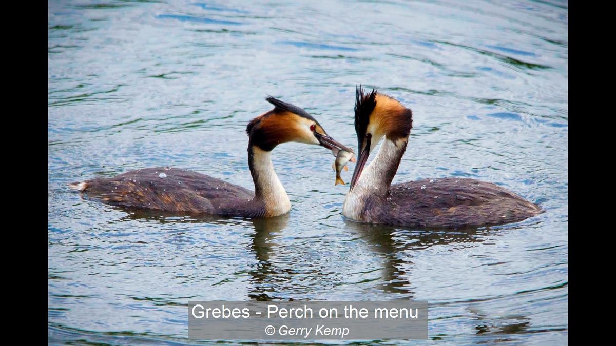 23_Grebes - Perch on the menu_Gerry Kemp